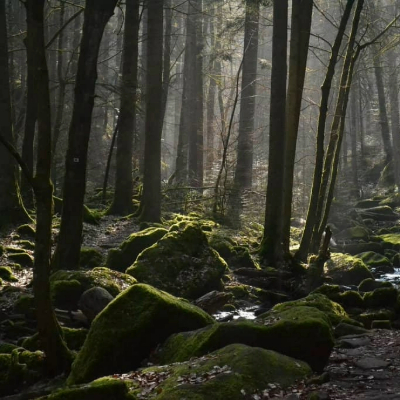 Black Forest