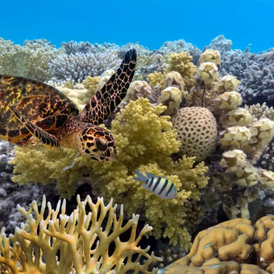 Great Barrier Reef