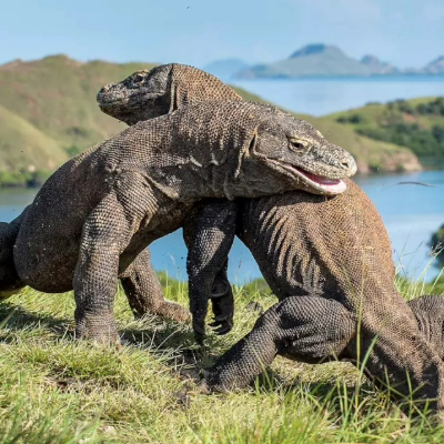 Komodo Island