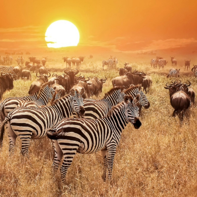 Serengeti