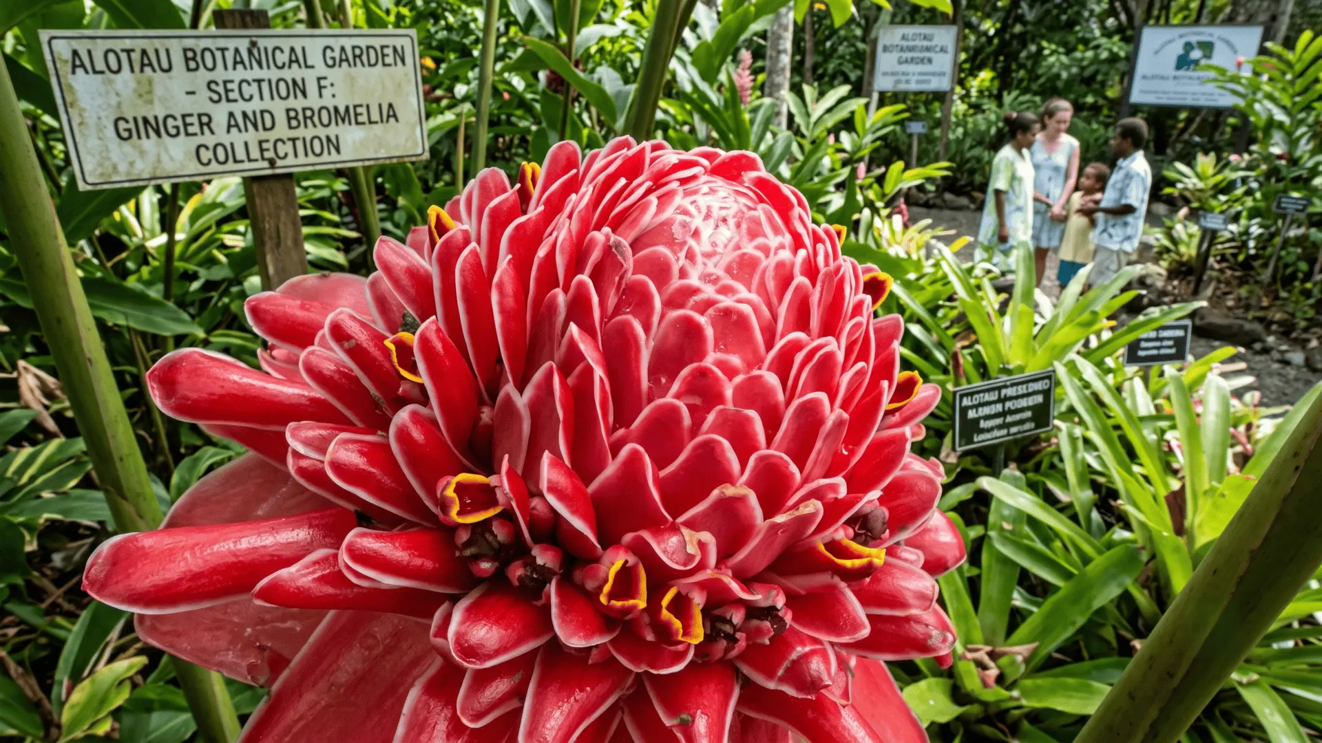 Colorful bromelia plants thriving in Alotau, Papua New Guinea