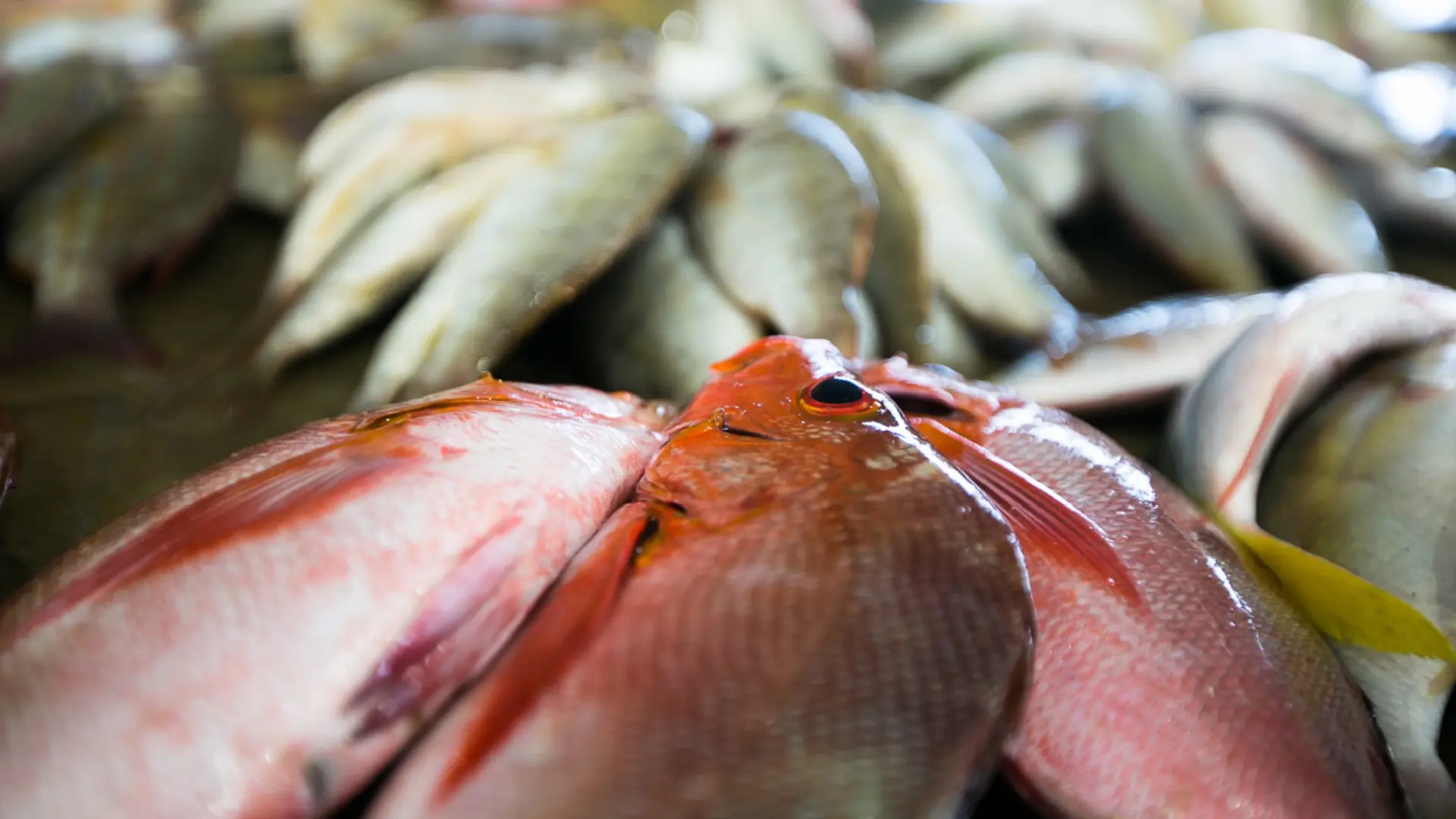 Vibrant selection of fresh fish for sale at Koki Market in Port Moresby
