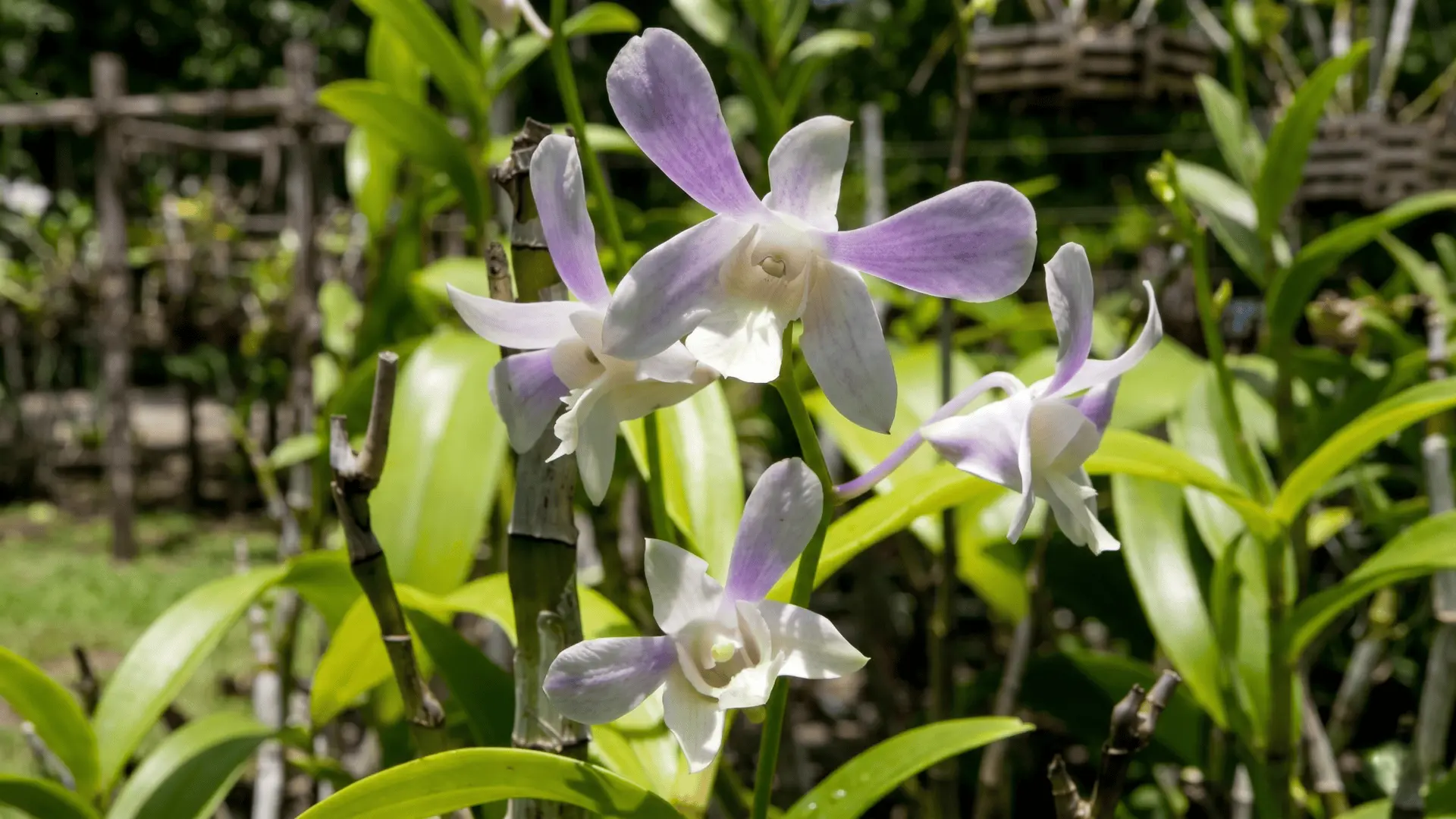 Colorful orchids blooming at the National Orchid Garden in Port Moresby, Papua New Guinea